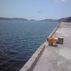 新宮港で小アジ